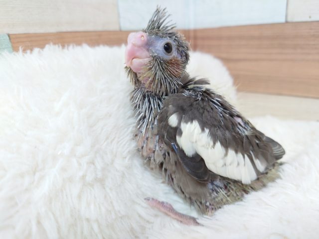 どや？？ほぐしてくれるのかい～～？？　オカメインコ　ノーマルです♫