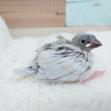 無表情気味。。だけど～～実はって感じかな？？　シルバー文鳥☆