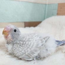 早くも「雪模様」～～　ｷﾚｲなてんてんてんてん。。。。てん　セキセイインコ　ライラック系スパングル　モウブ