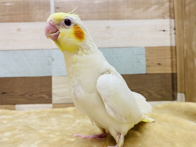 オカメインコちゃん（ルチノー・オレンジほっぺ色） - 鳥用品