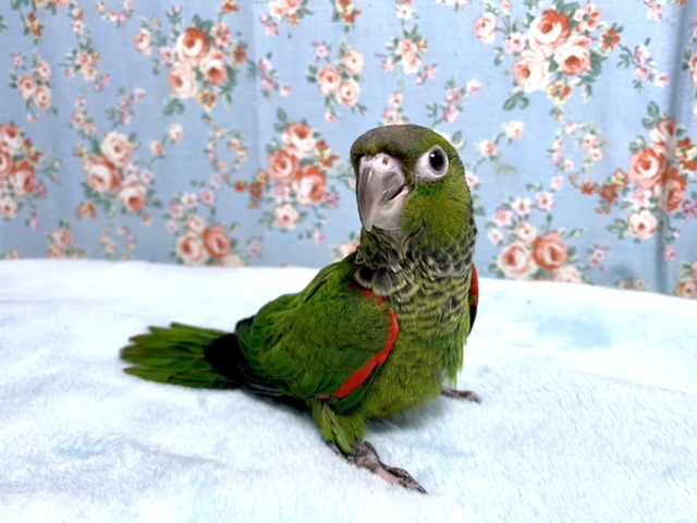 イワウロコインコ