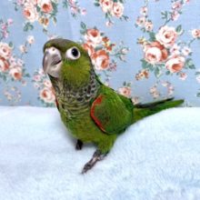 イワウロコインコ  ヒナ  11/25