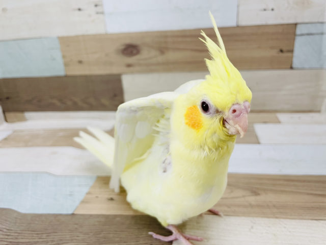 オカメインコ