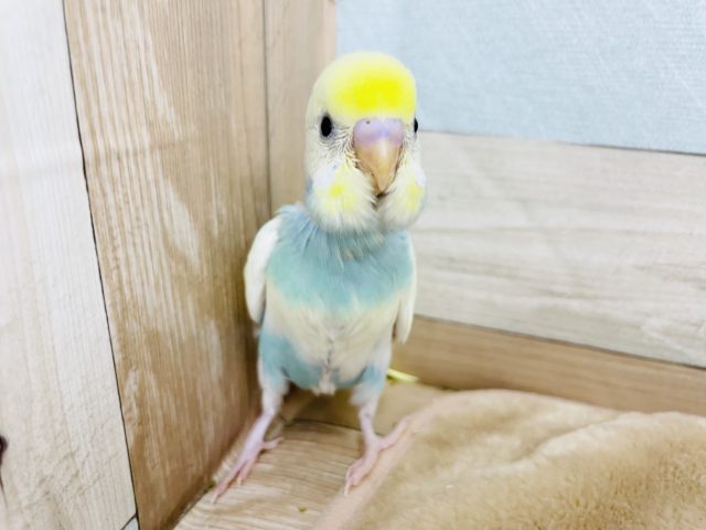 超ホヤホヤ最新画像☆人気のカラー！優しい色合いのセキセイインコ♪パステルレインボーパイド