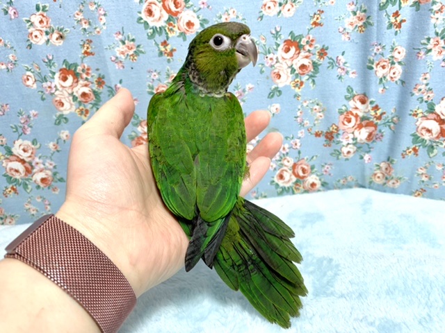 イワウロコインコ