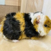 つぶらな瞳の男の子！テッセルモルモットの三色カラー！