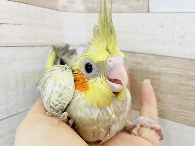 怖がりの大食い☆オカメインコヒナ(シナモンパール)