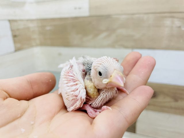 お肌丸だし白文鳥ヒナ☆