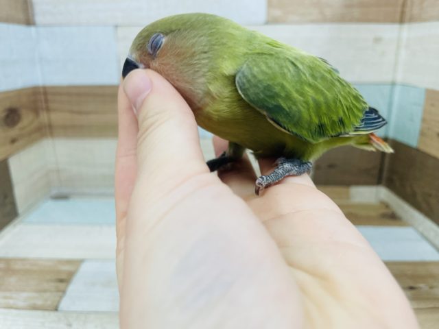 コザクラインコ（小桜インコ）