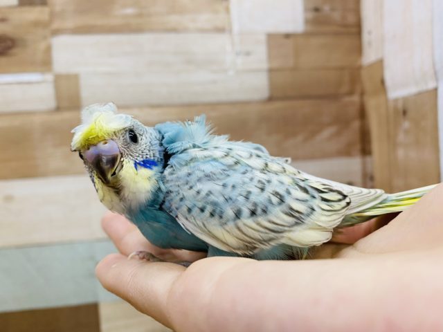 羽衣セキセイインコ