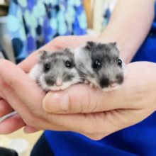 抱っこもなでなでも余裕♥️マーブルハムスターくん！