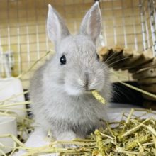 おねだり上手とはこのこと♥️ネザーランドドワーフ(グレー系)