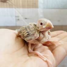 やっと入舎してくれました♡シナモン文鳥ヒナ！