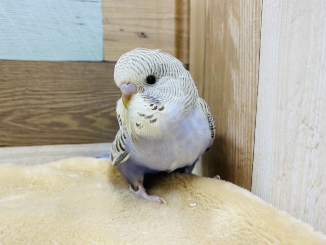 ジャンボセキセイインコ