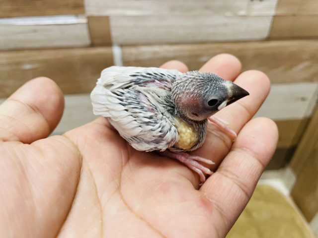 シルバー文鳥