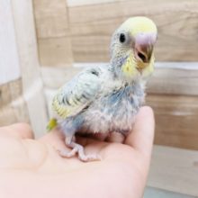 人気だよっっ！！セキセイインコヒナ(パステルレインボー)