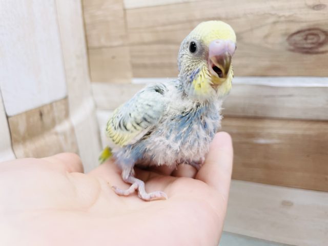 人気だよっっ！！セキセイインコヒナ(パステルレインボー)