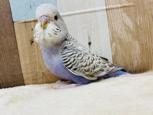 淡いカラーがステキ♪まん丸な目のジャンボセキセイインコ