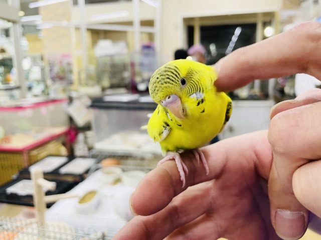 セキセイインコ