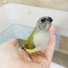 超レア！！ダイヤモンドちゃん✨コキンチョウヒナ(ノーマル)