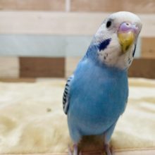 最新画像有り☆あと1羽！！爽やかなブルー！性格は正反対？なセキセイインコ