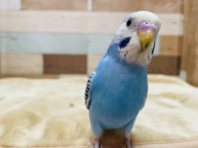 最新画像有り☆あと1羽！！爽やかなブルー！性格は正反対？なセキセイインコ