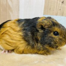 お尻の白がチャームポイント☆テッセルモルモットの男の子！