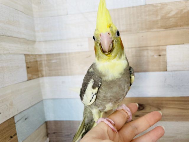 オカメインコ