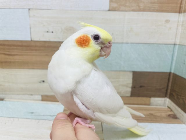 オレンジほっぺが可愛い♡オカメインコルチノーカラー！！