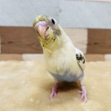 ヒナ餌卒業☆手乗りです！セキセイインコの４色ハルクインカラー！！