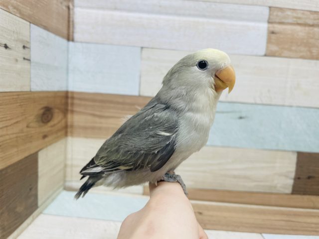 シックな色に！たまらない！コザクラインコ(モーブパイド)さん☆