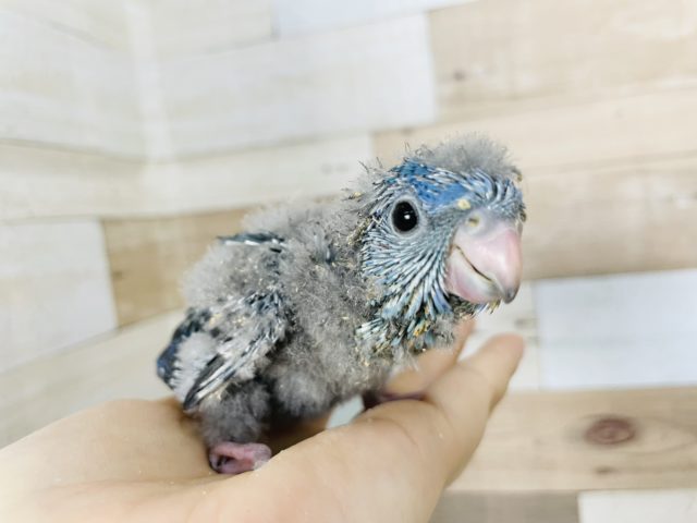 いや〜本当に癒されますね♪サザナミインコヒナ(ブルー)