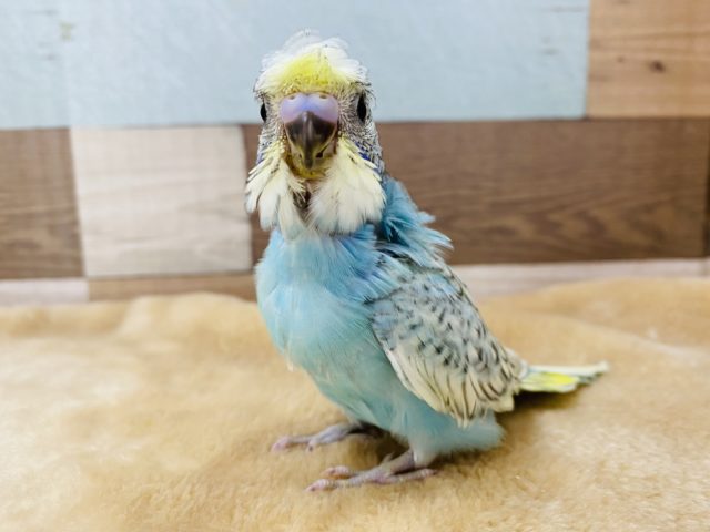 羽衣セキセイインコ