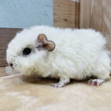 ぬいぐるみのような可愛さ！テッセルモルモットの女の子！