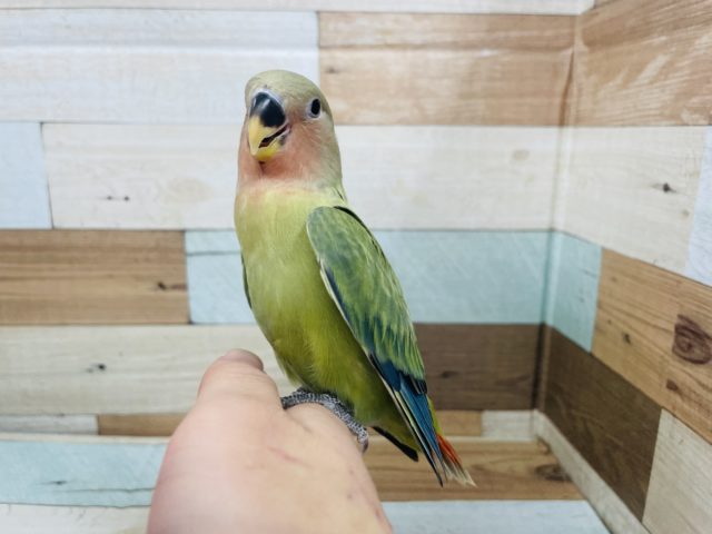 コザクラインコ（小桜インコ）