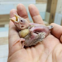 淡い色とぶどう目が人気!!シナモン文鳥さん♪