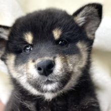 柴犬（黒）2021年9月23日生まれ　女の子