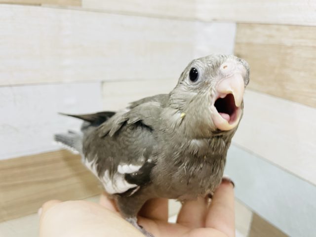 超ホヤホヤ最新画像♪とびっきりの食欲旺盛★オカメインコヒナ(ホワイトフェイス)