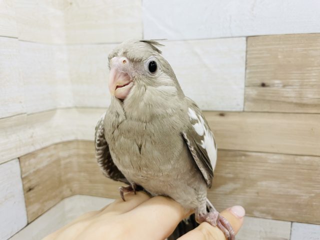 怖いよりも食欲勝利★オカメインコヒナ(ホワイトフェイスシナモン)