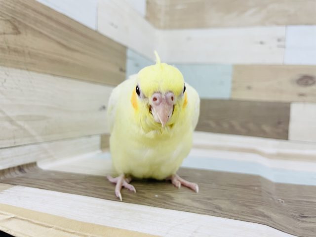 オカメインコ