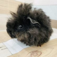 隠れ茶色〜★テッセルモルモットくん！