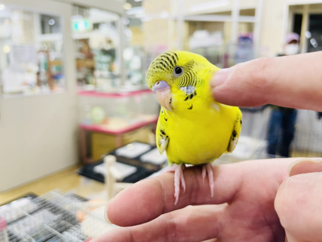 セキセイインコ