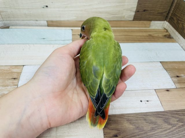 コザクラインコ（小桜インコ）