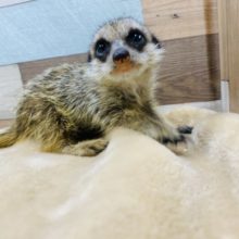 好奇心旺盛！甘えん坊なミーアキャット男の子★