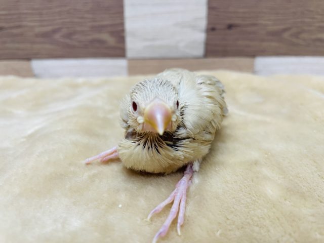 シナモン文鳥