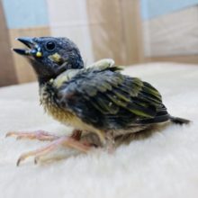 レア種！コキンチョウのヒナ特有のくちばしが見れますよ〜