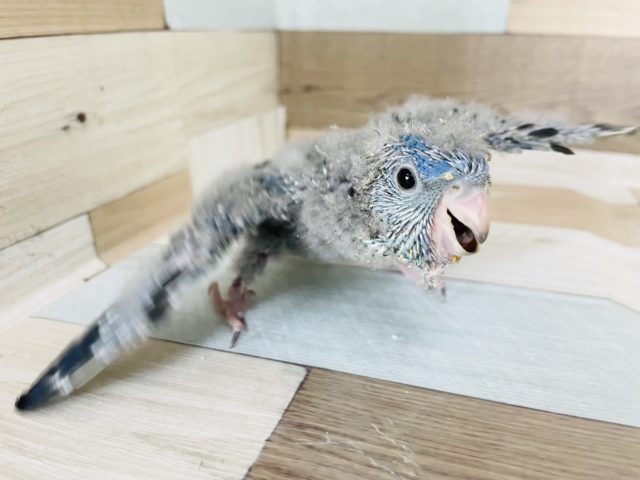 サザナミインコ