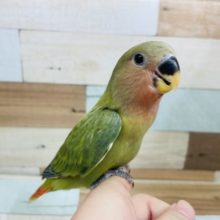 人懐っこに☆　コザクラインコ　オパーリンです☆