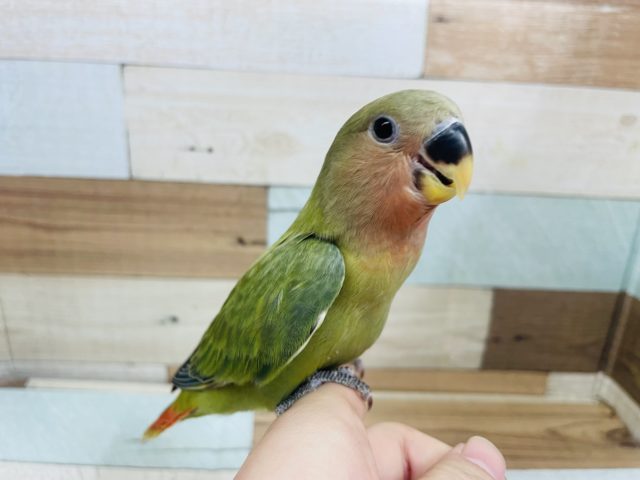 人懐っこに☆　コザクラインコ　オパーリンです☆