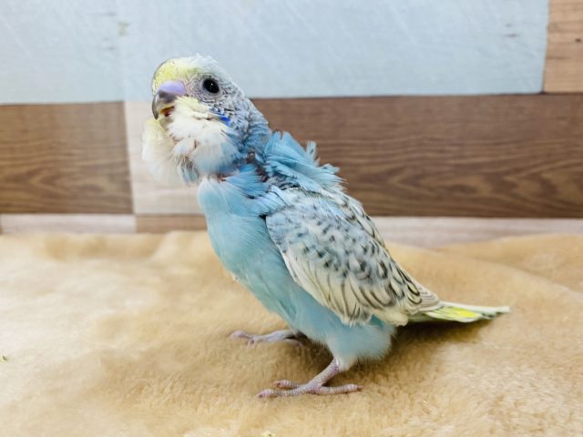 羽衣セキセイインコ